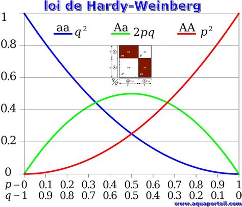 Loi de Hardy-Weinberg : définition et explications