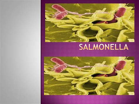 Salmonella | PPT