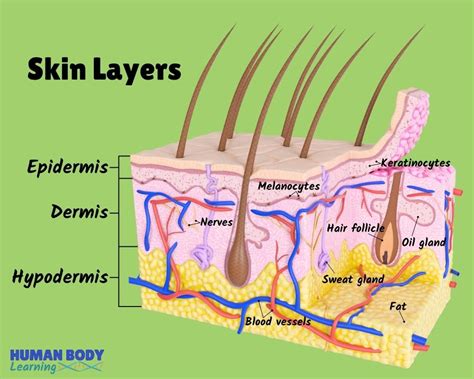 Human Skin Anatomy