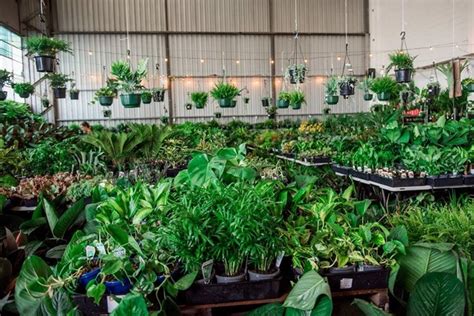 Giant Indoor Plant Sales