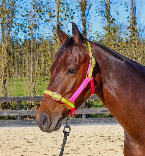 PVC HALTERS | Zeberdee