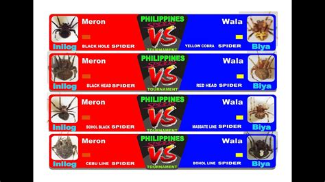 SPIDER DERBY | SPIDER TOURNAMENT | SPIDER FIGHTING PHILIPPINES