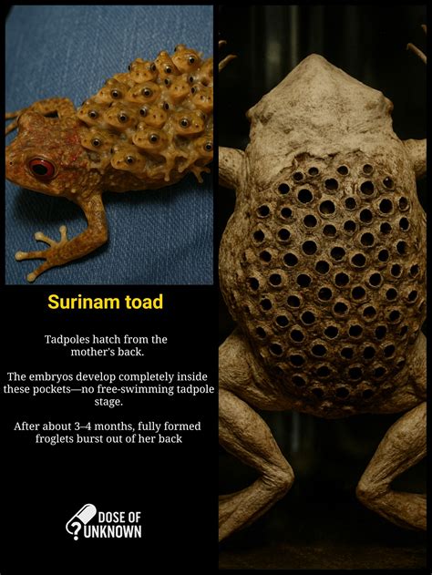 Dose - Surinam Toad (Pipa pipa) #facts #naturelovers #nature | Facebook