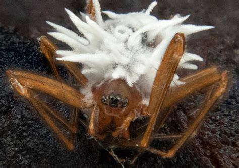 New species of fungus discovered: turns spiders into zombies, like in ...