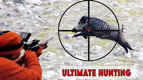 BEST WILD BOAR HUNTING. How do hunters and farmers deal with wild boars? hog hunting, pig hunts