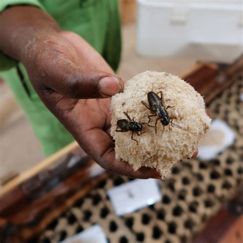 Des insectes pour nourrir la planète | L’actualité