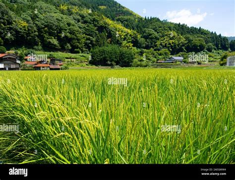 Paysages japonais Banque de photographies et d’images à haute ...