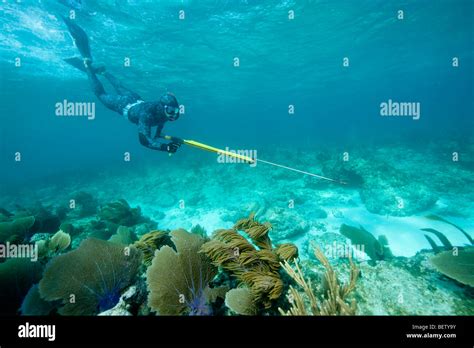 Spearfishing hi-res stock photography and images - Alamy