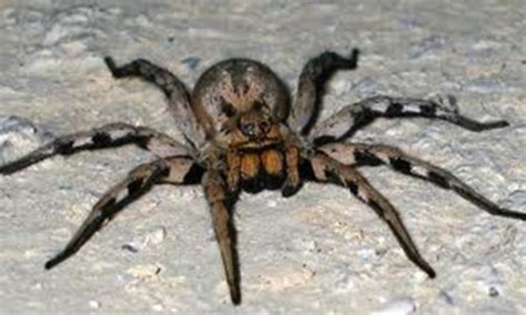 Dangerous Animal: BRAZILIAN WANDERING SPIDER