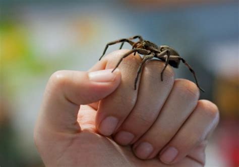 O veneno de aranha tem poderes regenerativos?
