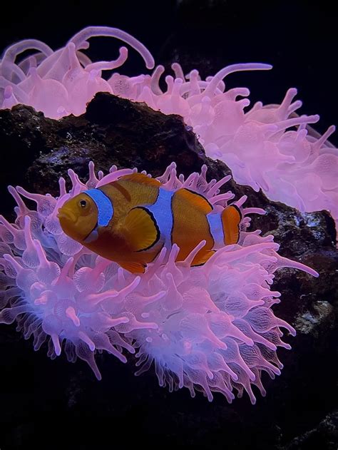 The Common Clownfish | Smithsonian Photo Contest | Smithsonian Magazine