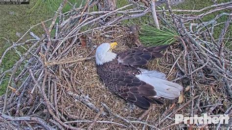 Southwest Florida Eagle Cam Live Stream