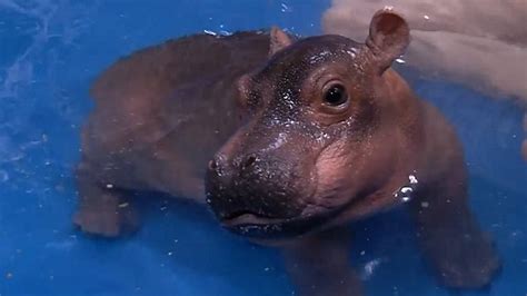 Watch: Baby hippo gets a new pool | Metro Video