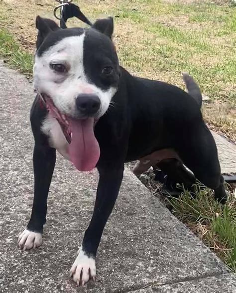 all over staffy rescue - PetRescue