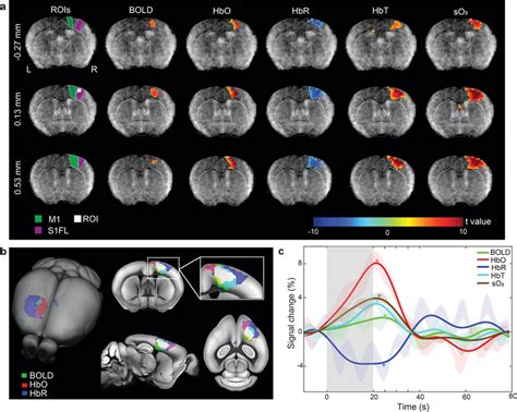 Representative stimulus‐evoked responses recorded by MROT. a ...