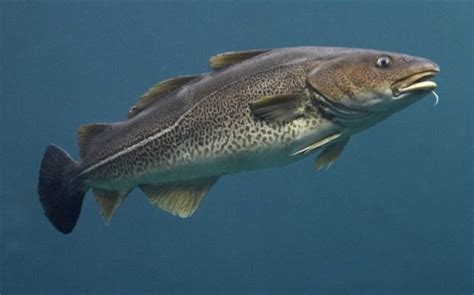 10 Facts about Cod Fish - Fact File