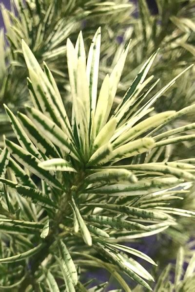 Buy Roman Candles Podocarpus Macrophyllus Yew | FREE SHIPPING | Wilson ...