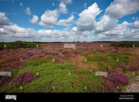 Beautiful heathers on Dunwich Heath, Suffolk, UK Stock Photo - Alamy
