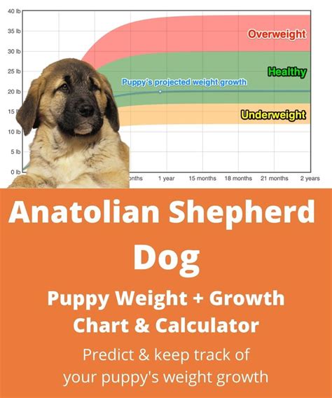 Kangal Dog Weight+Growth Chart 2025 - How Heavy Will My Kangal Dog ...