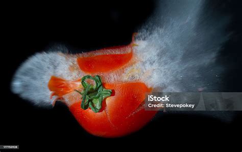 Tomato Explosion Stock Photo - Download Image Now - Exploding, Tomato ...