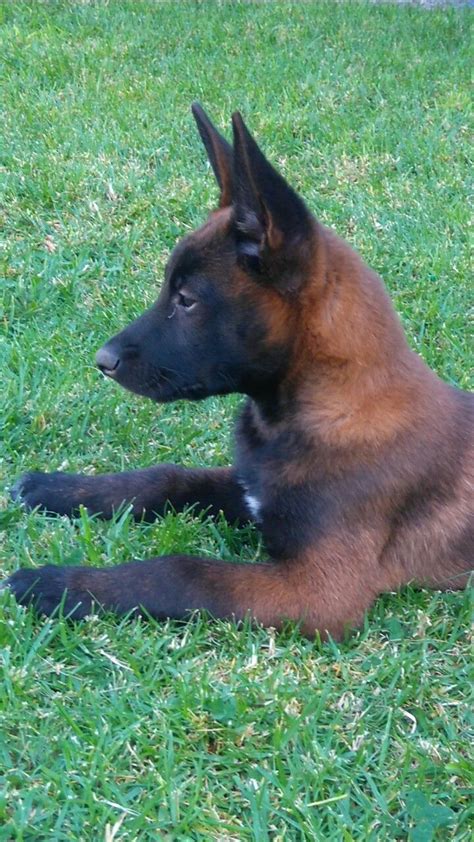 Red Sable Belgian Malinois