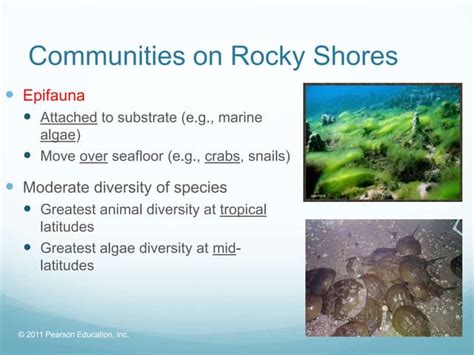 Communities of Rocky Shores | PPTX | Geography | Science