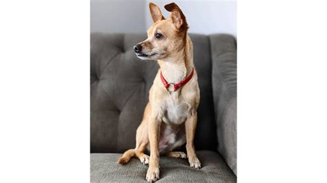 Chihuahua Cattle Dog Mix (AKA The Chi Heeler): Breed Profile