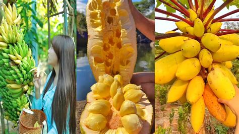 Amazing Fruits In The World || unique fruits | satisfying videos before sleep | Food Storm