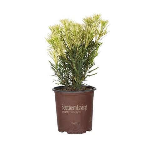 Roman Candle Podocarpus (2 Gallon) Variegated Evergreen Shrub with ...