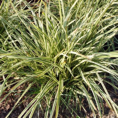 entretien carex - Agencement de jardin aux meilleurs prix
