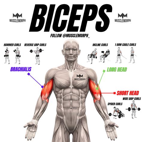 BIGGER BICEPS WORKOUT | Big biceps workout, Biceps workout, Gym ...