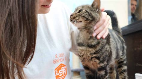 Animaux : comment fonctionne un refuge de la SPA