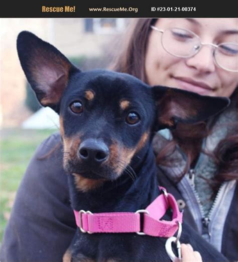 ADOPT 23012100374 ~ Miniature Pinscher Rescue ~ Canterbury, CT