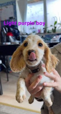 Working cocker spaniel puppies for sale | UKPets