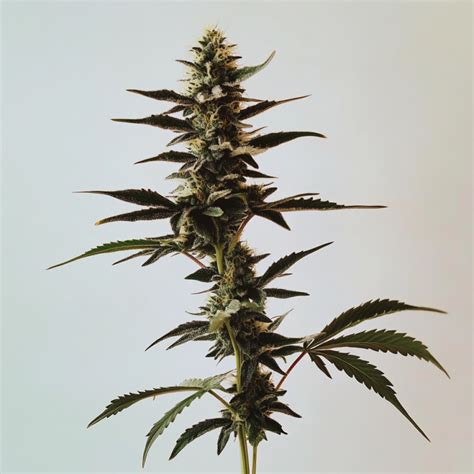 Super Silver Haze Strain Review and Information - I Love Growing Marijuana