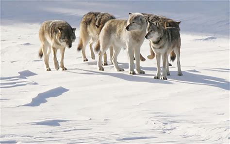 L'impact inattendu d'un loup solitaire sur la biodiversité de cette île