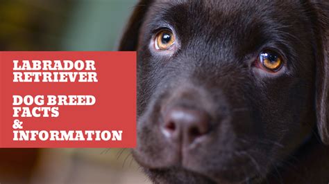 Labrador Retriever Dog Breed Facts & Information – Bunny Punch Salmon ...