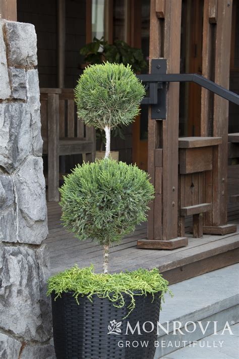 Mint Julep® Juniper Pom Pom - Trees Today Nursery