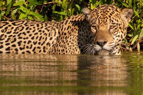 Brazil Wonders | Wild cats, Big cats, Pantanal