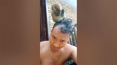 anak manak monyet yang baik dan lucu 🐒 - YouTube