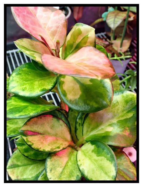 My Experience Growing Hoya australis ‘Lisa’ So Far | Vermont Hoyas