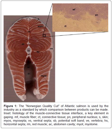 fisheries-livestock-production-norwegian-salmon-histology