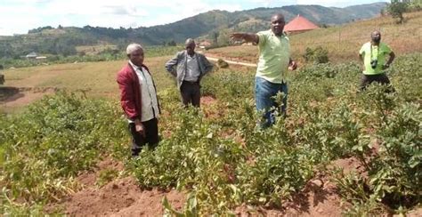 Kabale Diocese and NARO Partner to Boost Irish Potato Farming in Rukiga ...