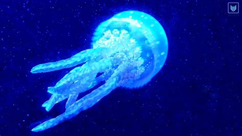 🎵 Amazing Jellyfish swimming underwater - pretty ocean creatures - relaxing ocean sounds
