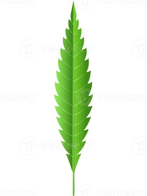 Marijuana leaf illustration 19615302 PNG