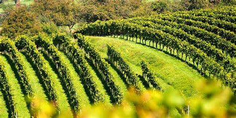 Limoux & the Malepère Vineyard Tour - Vin en Vacances
