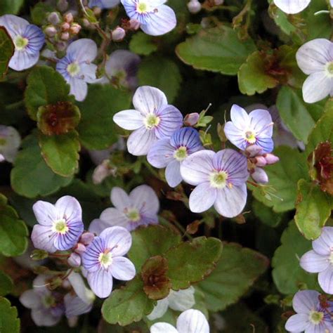 Veronica 'Waterperry Blue' | Perennial Resource