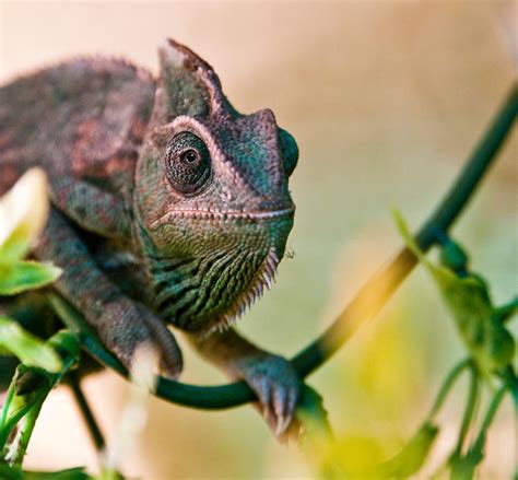 Cameleon by yakoub on DeviantArt