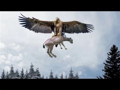 (87) AIGLE ROYAL: Ses attaques les plus puissantes ! INCROYABLE ...