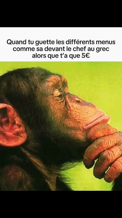 Tellement réel 🤣#trendtiktok #trend #tiktok #singe #monkey #memes # ...